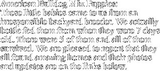 American Bulldog Mix Puppies: